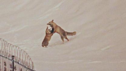 Tilkiler yerleşim alanında görüntülendi