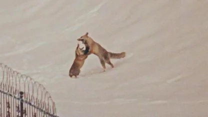 Tilkiler yerleşim alanında görüntülendi