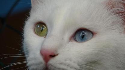 Van kedileri için 2026 doğum takvimi hazır