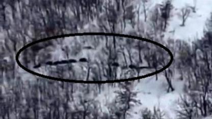 Vatandaşın domuz sürüsü şaşkınlığı "Ordu geliyor"