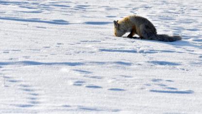 Yaban hayvanlarının kar altında zorlu yiyecek arayışı