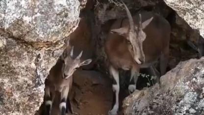 Zirvelerin sessiz sahipleri kamerada