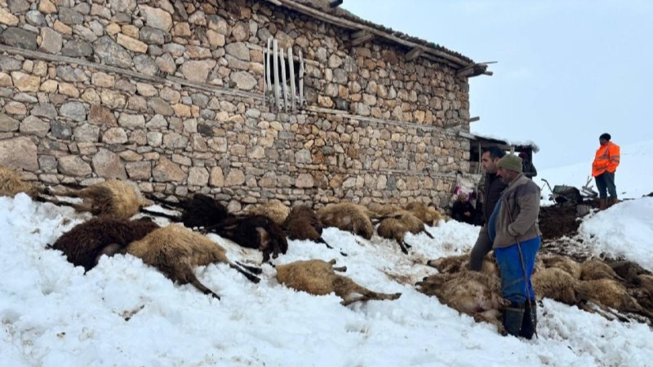 80 koyun zehirlenme şüphesiyle telef oldu
