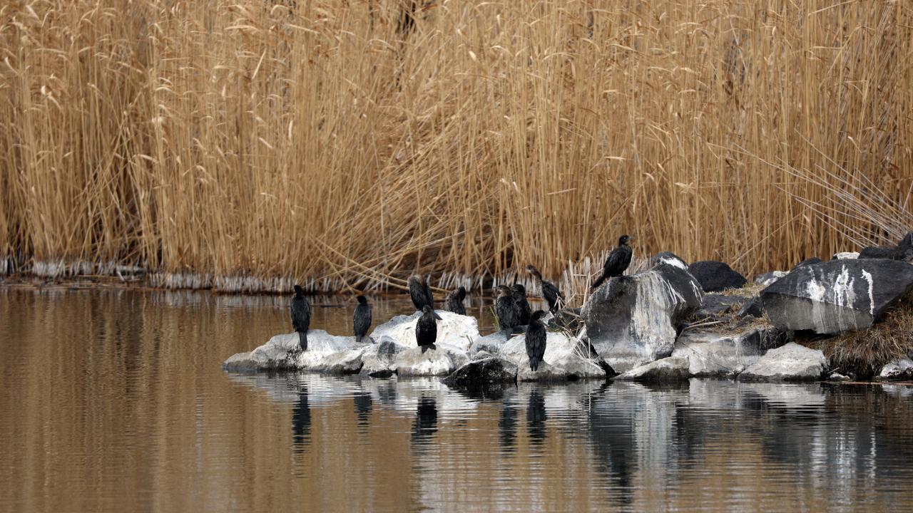 Ağrı Dağı eteklerinde göçmen kuş hareketliliği başladı