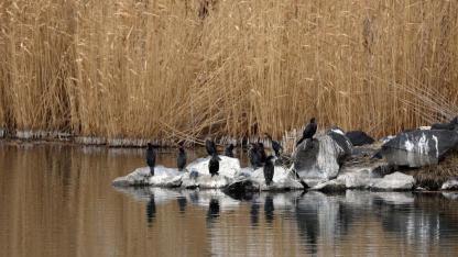 Ağrı Dağı eteklerinde göçmen kuş hareketliliği başladı