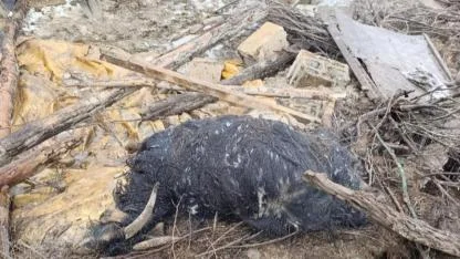 Ahır çöktü, 20 küçükbaş hayvan telef oldu