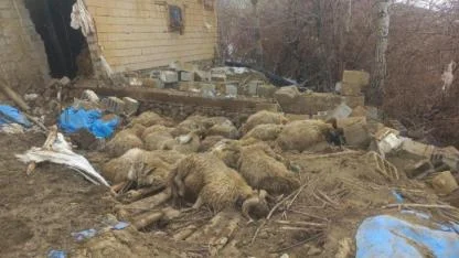 Ahır çöktü: 23 koyun telef oldu