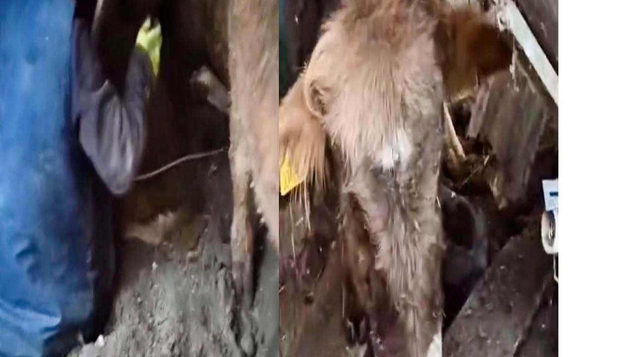 Ahır çöktü, çoban son anda kurtuldu