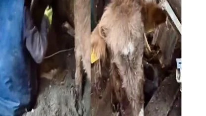 Ahır çöktü, çoban son anda kurtuldu