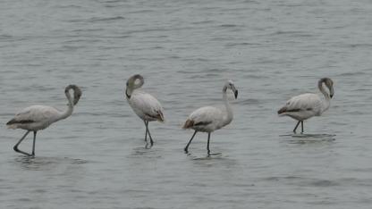 Allı turnalar Van Gölü kıyılarına renk getirdi