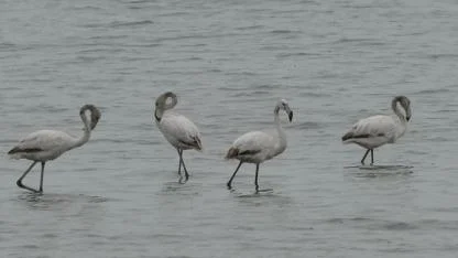 Allı turnalar Van Gölü kıyılarına renk getirdi