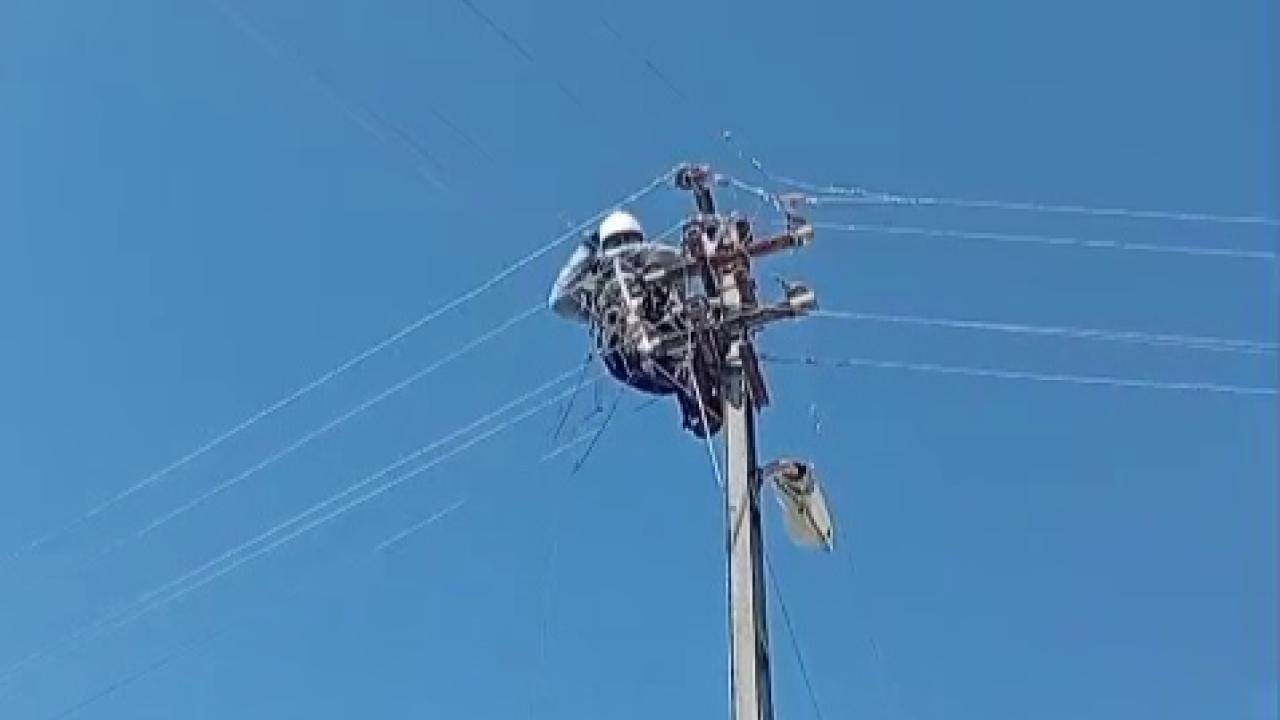 Fırtınada zarar gören leylek yuvaları yeniden yerine yerleştirildi