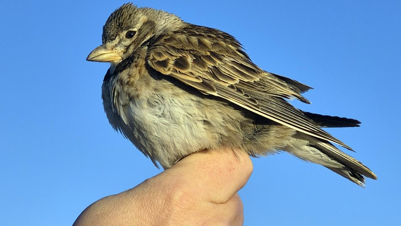 Aras’ta yeni tür heyecanı