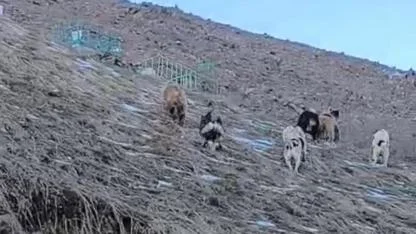 Ayılar köye yaklaştı, çoban köpekleri tehlikeyi önledi