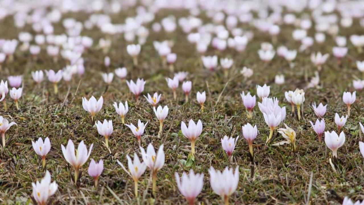 Baharın habercisi çiğdemler açtı
