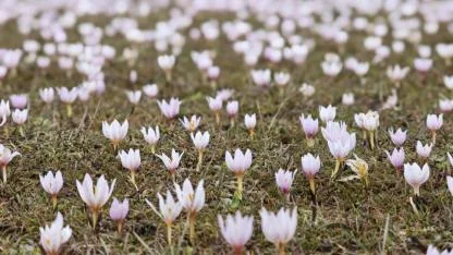 Baharın habercisi çiğdemler açtı