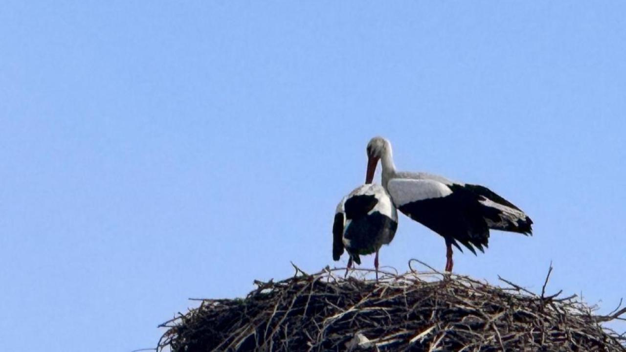 Baharın habercisi leylekler Ardahan’a ulaştı