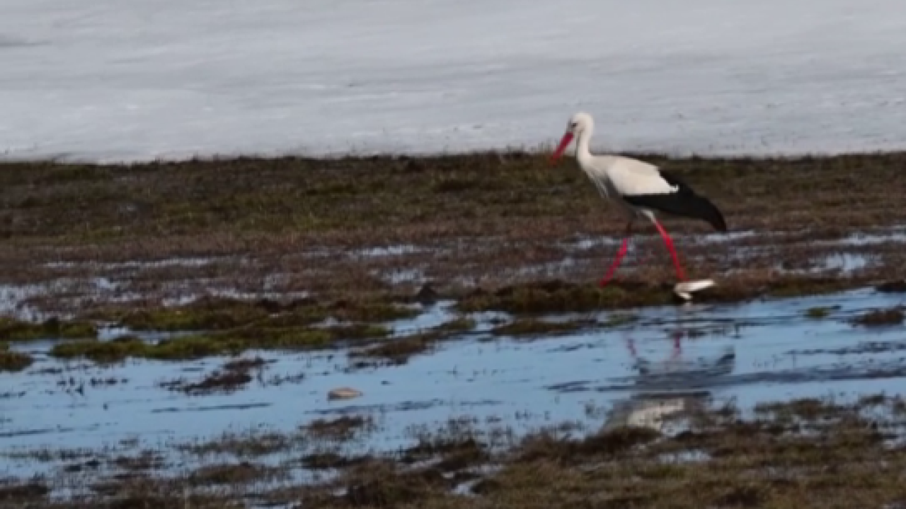 Kars’ta baharın müjdecisi leylekler görüntülendi