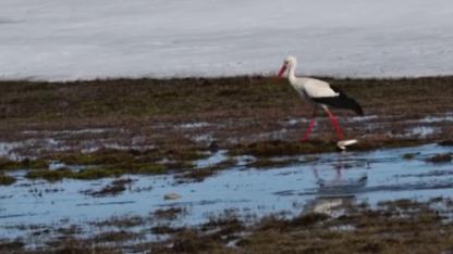 Baharın habercisi leylekler Kars’ta çayırlarda
