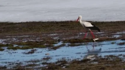 Baharın habercisi leylekler Kars’ta çayırlarda