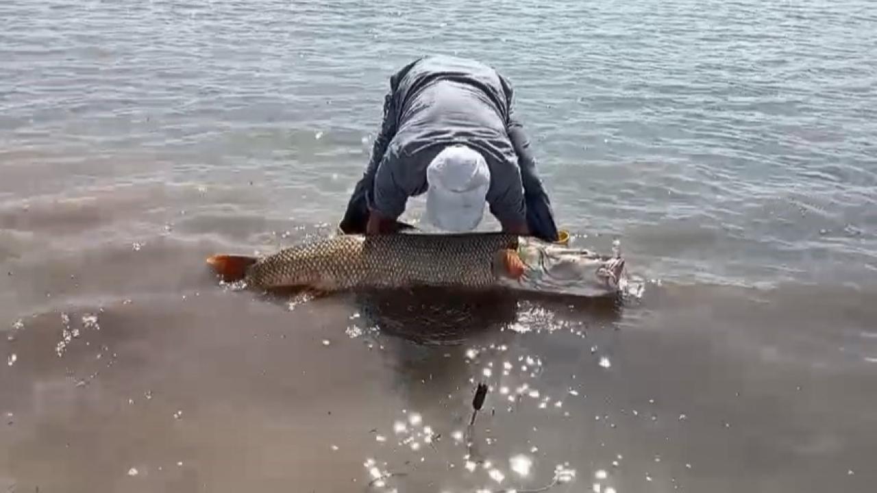 Balık yasağı öncesi 65 kiloluk turna avlandı