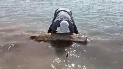 Balık yasağı öncesi 65 kiloluk turna avlandı