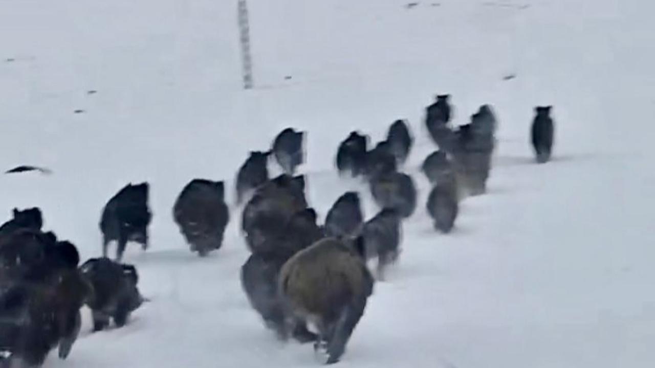 Çıldır’da kar üstünde domuz sürüsü görüntülendi