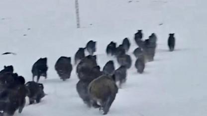 Çıldır’da kar üstünde domuz sürüsü görüntülendi