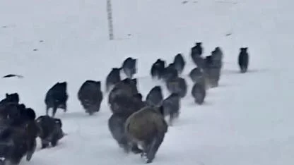 Çıldır’da kar üstünde domuz sürüsü görüntülendi