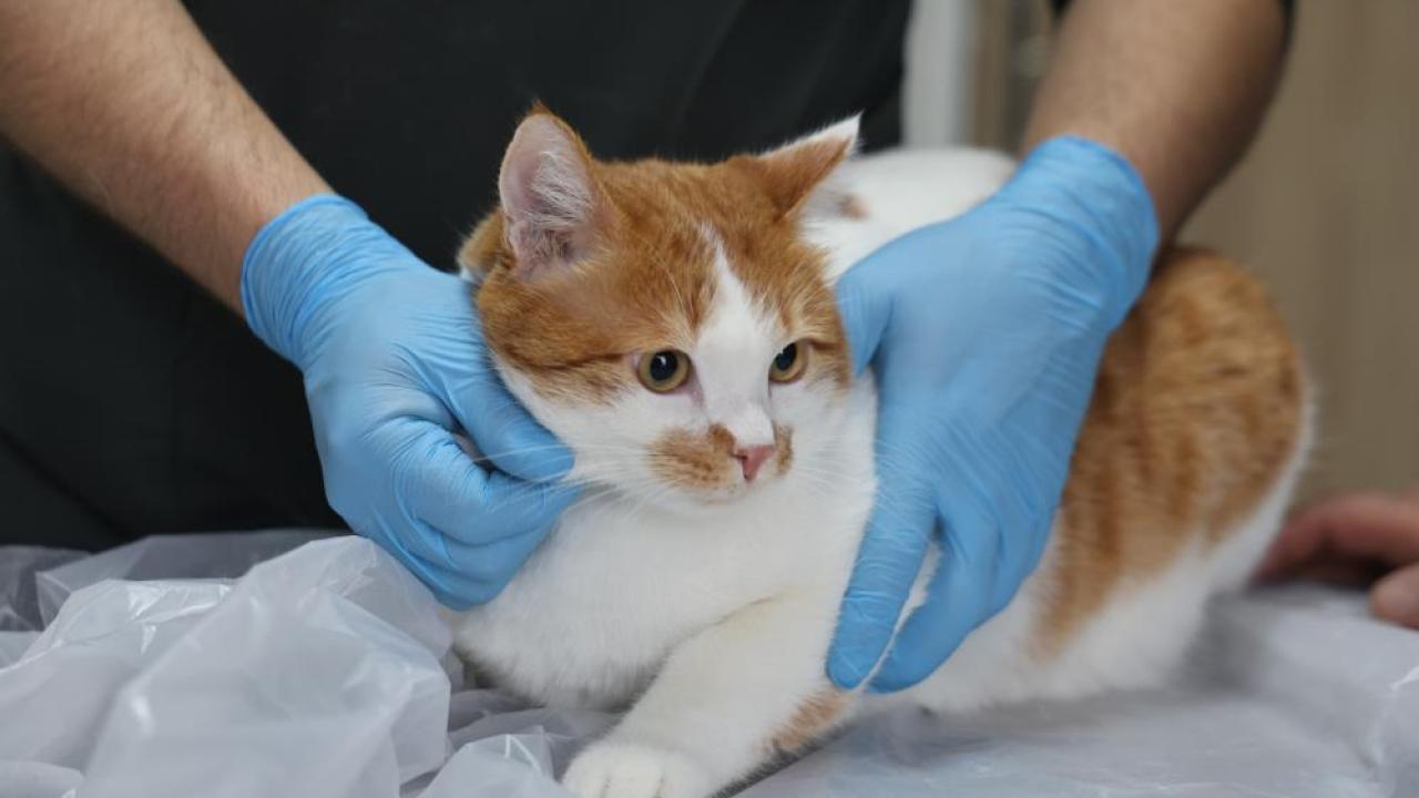 Cumhuriyet’in ilk veterinerlik fakültesinden bölgeye büyük katkı