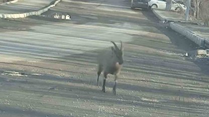 Dağ keçisi ilçe merkezinde görüntülendi