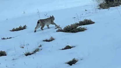 Erzurum’da karlı arazide vaşak görüntülendi