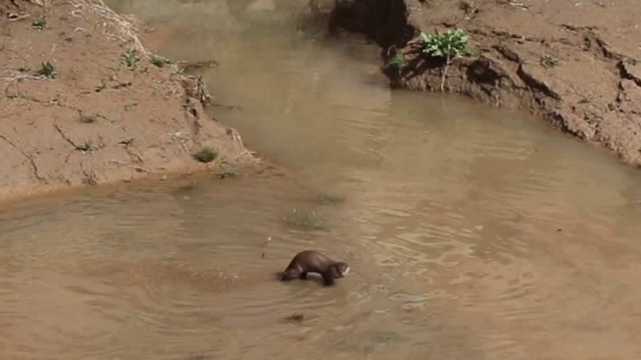 Su samuru balık avlarken görüntülendi