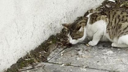 Fareden “ölü taklidi” şovu