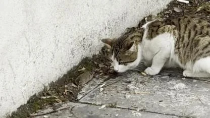 Fareden “ölü taklidi” şovu