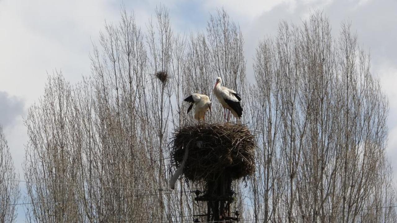 Göçten dönen leylekler aynı güzergahtaki yuvaları doldurdu