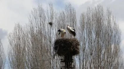Göçten dönen leylekler aynı güzergahtaki yuvaları doldurdu