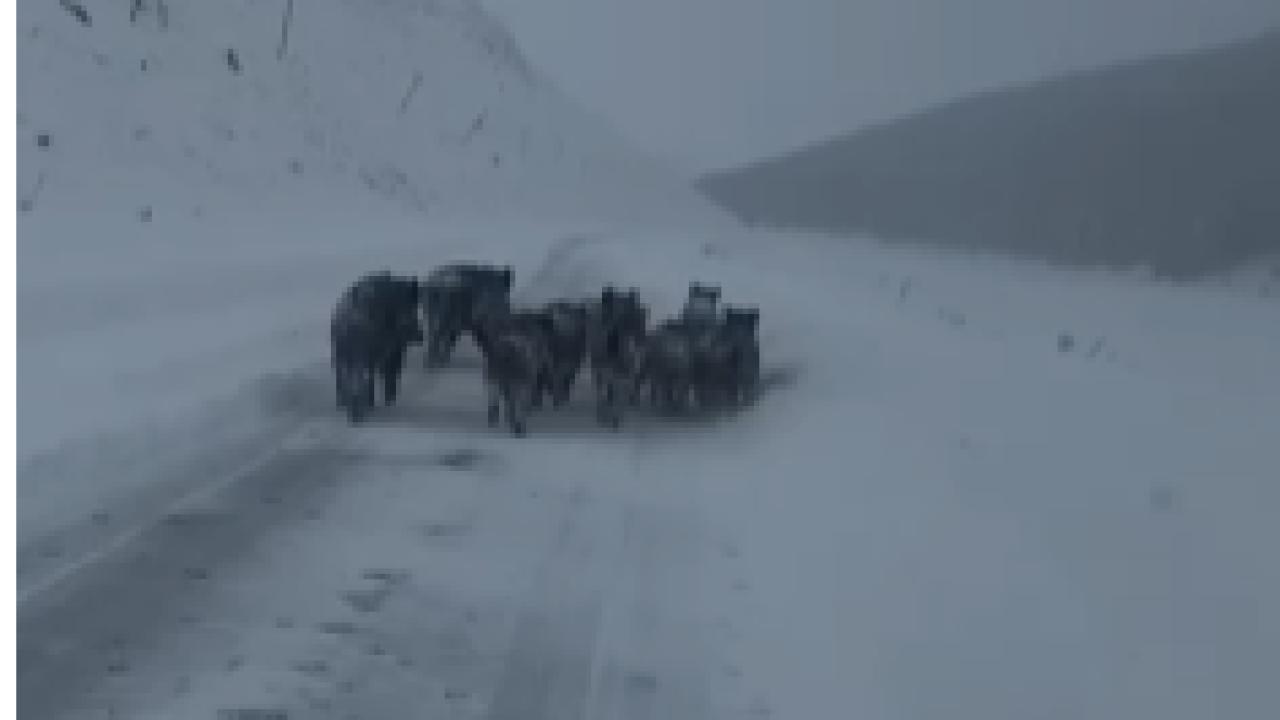 Göle-Kars yolunda domuz sürüsü paniği