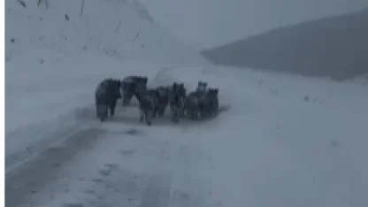 Göle-Kars yolunda domuz sürüsü paniği