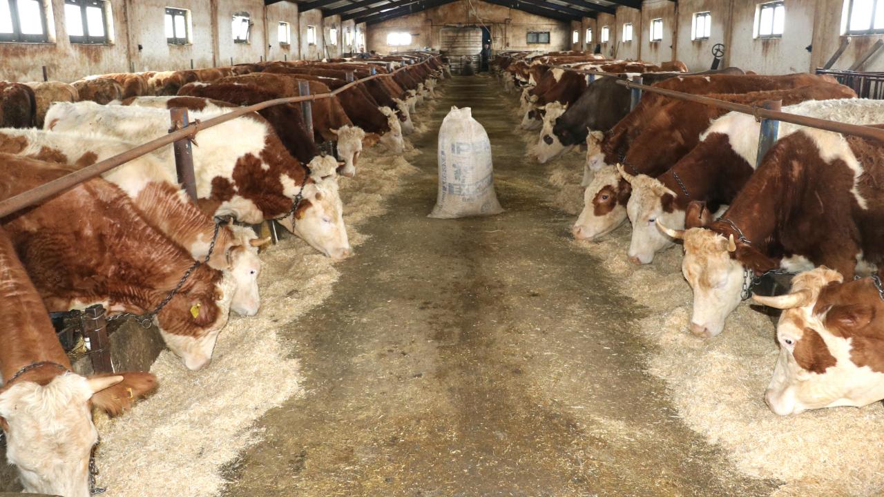 Hibeyle kurduğu işletmede 140 büyükbaş yetiştiriyor