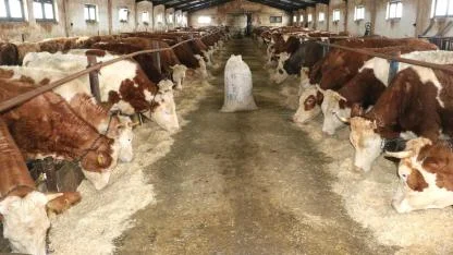 Hibeyle kurduğu işletmede 140 büyükbaş yetiştiriyor