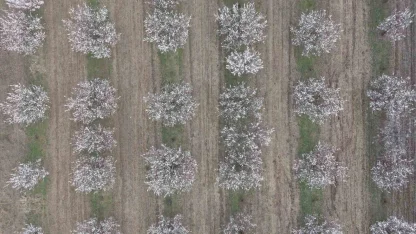 Iğdır’da kayısı ağaçları çiçek açtı, ova beyaza büründü
