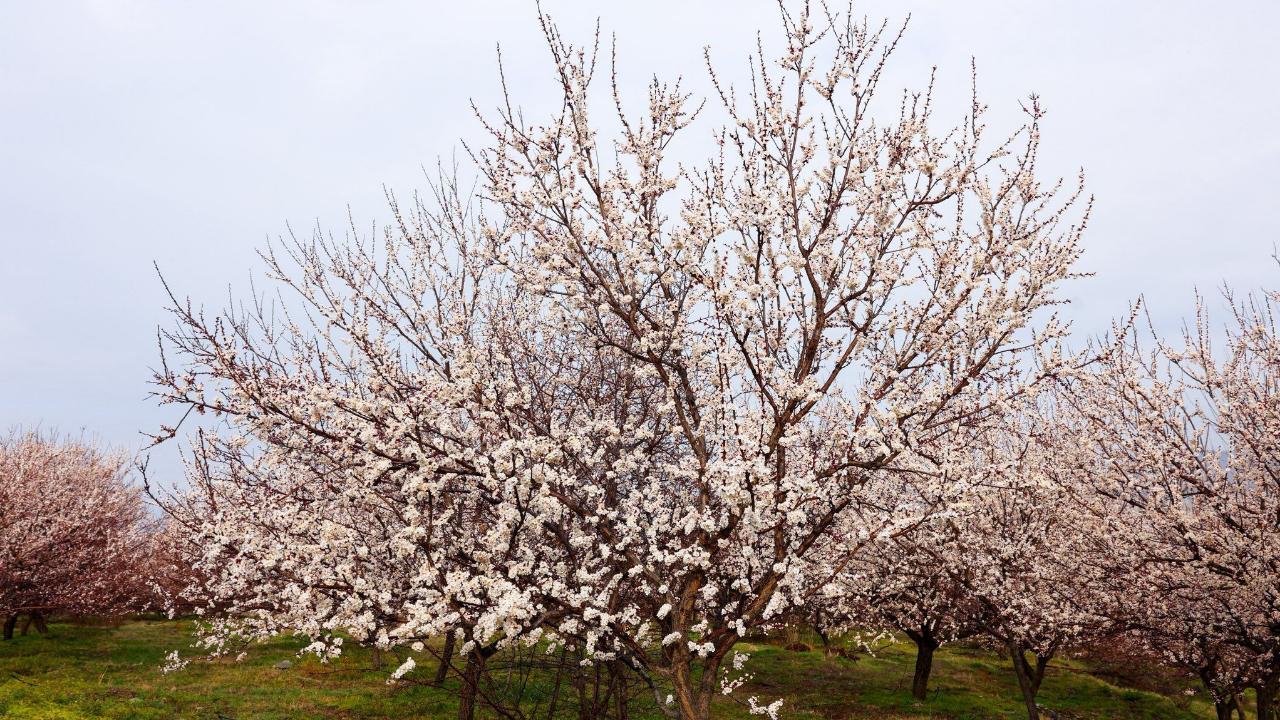 Iğdır’da meyve ağaçları için ilaçlama uyarısı