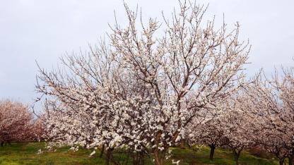 Iğdır’da meyve ağaçları için ilaçlama uyarısı