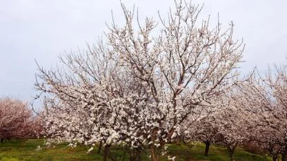Iğdır’da meyve ağaçları için ilaçlama uyarısı