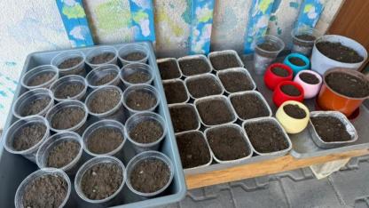 Nevruz’un simgesi semeniler hazırlanmaya başlandı