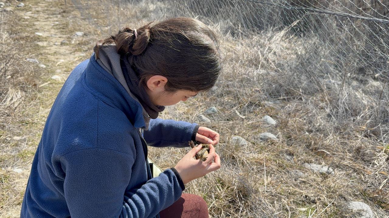 İlkbahar sezonunda Iğdır Kuş Cenneti canlandı