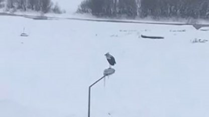 Dondurucu soğuğa meydan okuyan leylek görenleri şaşırttı