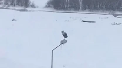 Kar ve soğuğa rağmen elektrik direğinde ayakta duran Leylek dikkat çekti