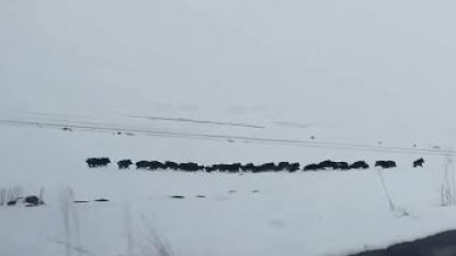 Karlı arazide ilerleyen domuz sürüsü görüntülendi